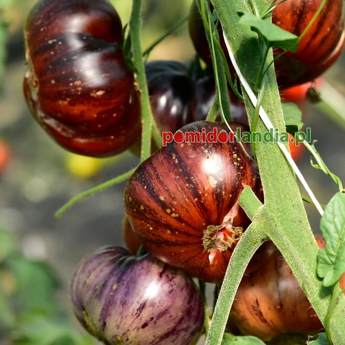Indigo Red Beauty