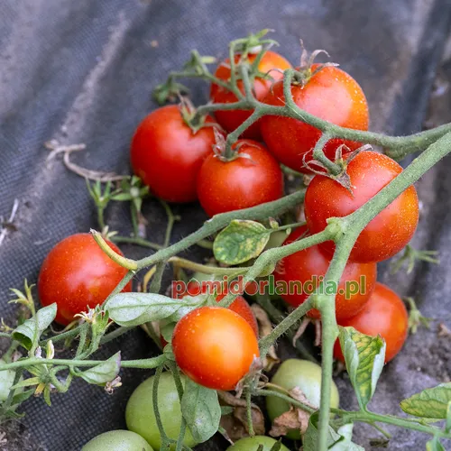 Czerwone, kuliste i drobne owoce odmiany 42 Day Tomato na krzaku. Obok widoczne są zielone, niedojrzałe owoce.