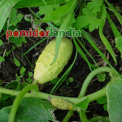 Miniature White Cucumber