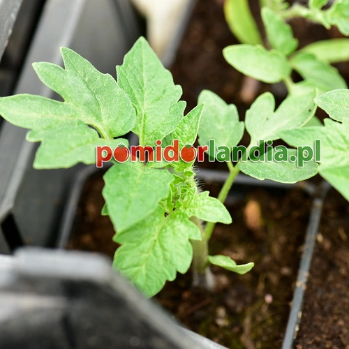 San Marzano Heirloom