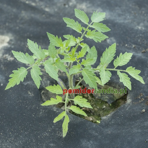 Purple Dragon
