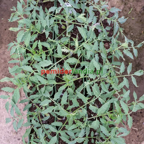 Młode rośliny odmiany Italian Heirloom o liściach typu regularnego w zielonych doniczkach.