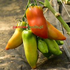 Des Andes