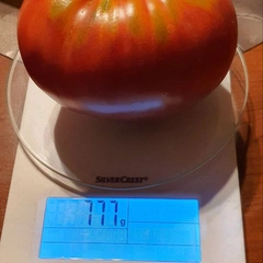 Mrs Maxwell's Big Italian – Rafał Krasowski, 777 g