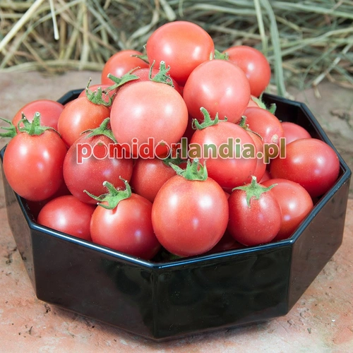 Garden Pearl