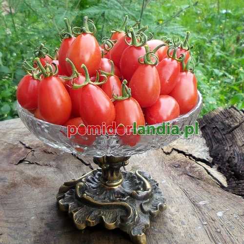 Cherry Roma