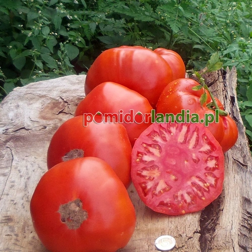 Neves Azorean Red