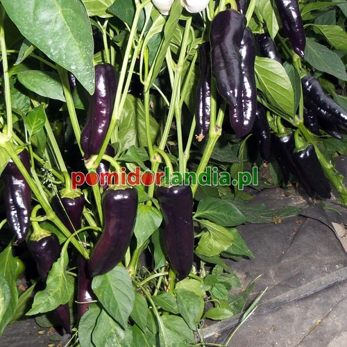 Marconi Purple (słodka)