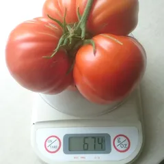 Giant Doochov – Jerzy Mazur, 674 g