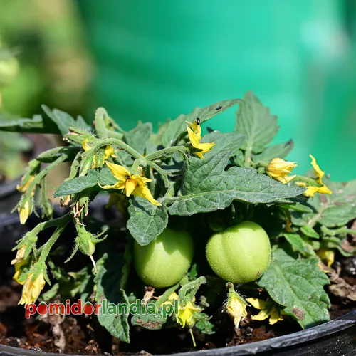 Zielone, kuliste i drobne owoce odmiany Micro Tom Heirloom na krzaku z żółtymi kwiatami.