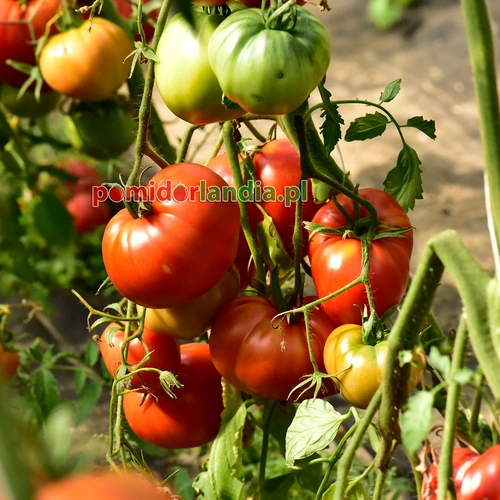 Russian 117 Red
