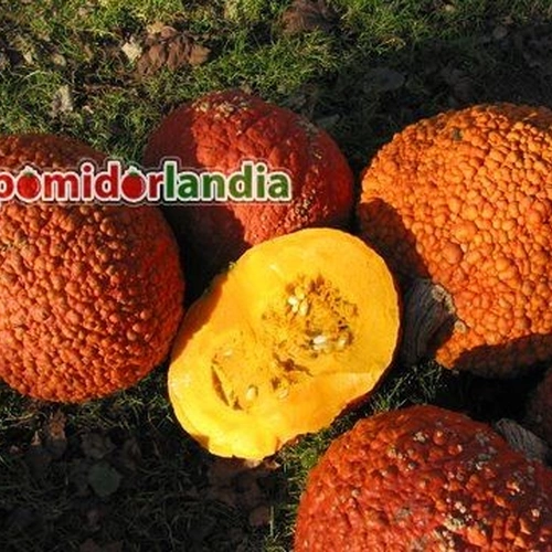Red Warty Thing Pumpkin