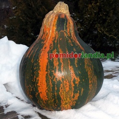 Dynia Big Pear