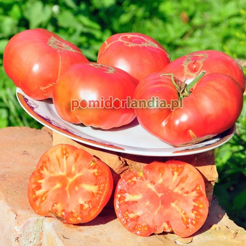 Large Pink Bulgarian
