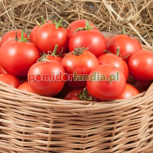 Rote, runde und kleine Früchte der Sorte Manitoba in einem Weidenkorb.