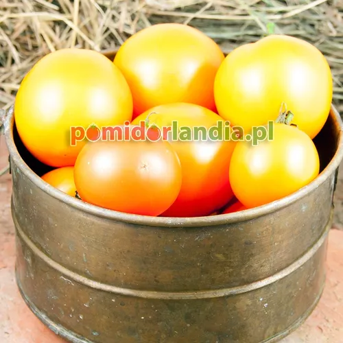 Pomarańczowe, kuliste owoce odmiany Tangerine w metalowym pojemniku.