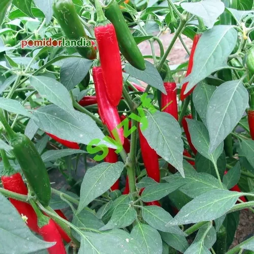 Serrano (ostra)