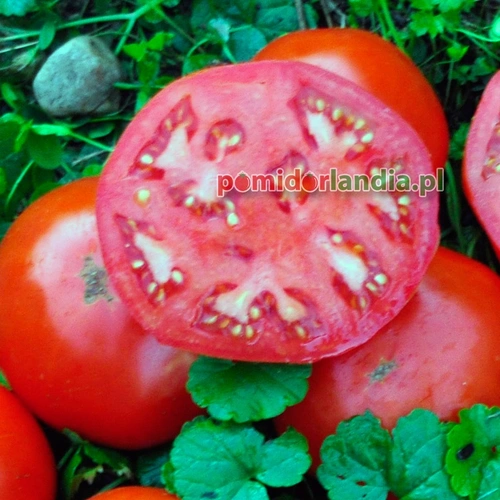 Bulgarian Triumph
