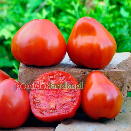 Russian 117 Red