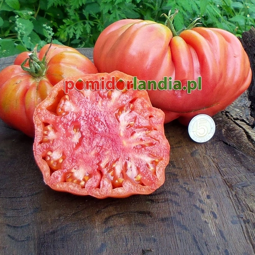 Tlacolula Ribbed