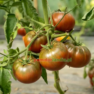 Black Krim — zdjęcie 3 z naszych upraw, sezon 2026