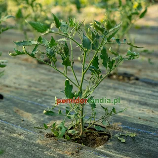 Blue Candles Bush — zdjęcie 1 z naszych upraw, sezon 2026