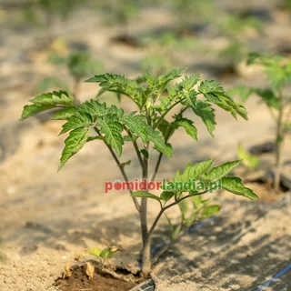 Blue Gold Berries — zdjęcie 1 z naszych upraw, sezon 2026