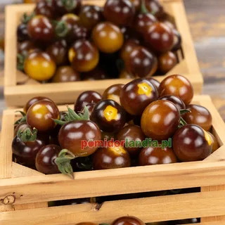 Blue Gold Berries — zdjęcie 4 z naszych upraw, sezon 2026