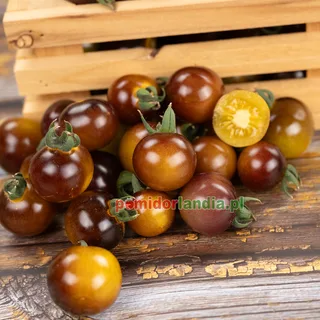 Blue Gold Berries — zdjęcie 6 z naszych upraw, sezon 2026