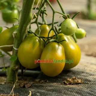 Cherokee Green Pear — zdjęcie 1 z naszych upraw, sezon 2026
