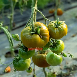 Emerald Apple — zdjęcie 1 z naszych upraw, sezon 2026