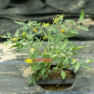 Mini Yellow — zdjęcie 1 z naszych upraw, sezon 2026