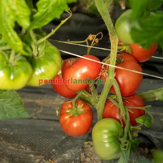 Rosella Crimson — zdjęcie 1 z naszych upraw, sezon 2026