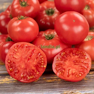 Rosella Crimson — zdjęcie 2 z naszych upraw, sezon 2026