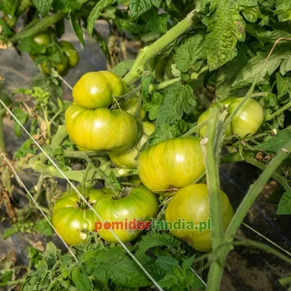 Summertime Green — zdjęcie 2 z naszych upraw, sezon 2026