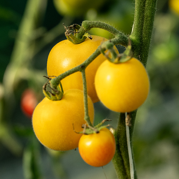 Pomidor Wapsipinicon Peach